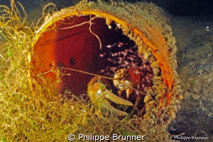 Crayfish and shrimp inside a tube by Philippe Brunner 